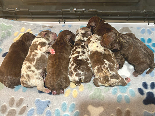 Whelping Services - Deposit